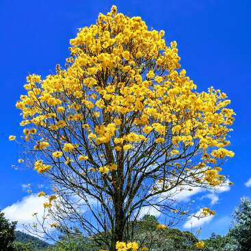 A vibrant yellow flowering tree stands tall against a clear blue sky, surrounded by lush greenery and a small thatched-roof structure at its base.