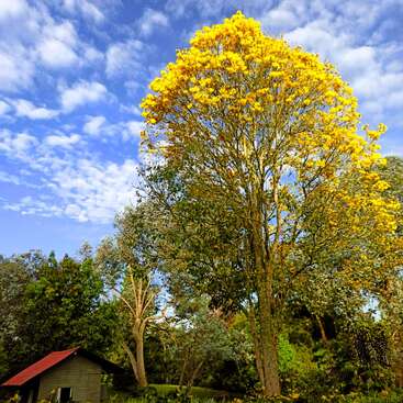 Uma grande árvore com flores amarelas vibrantes ergue-se imponente sob um céu azul brilhante com nuvens esparsas, cercada por uma vegetação exuberante e com uma pequena cabana nas proximidades.