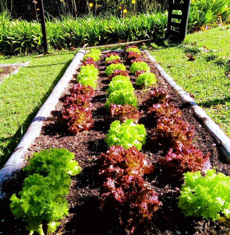 This image shows a neat garden bed with alternating rows of bright green and red lettuce plants, surrounded by grass and lush greenery, thriving in sunlight.