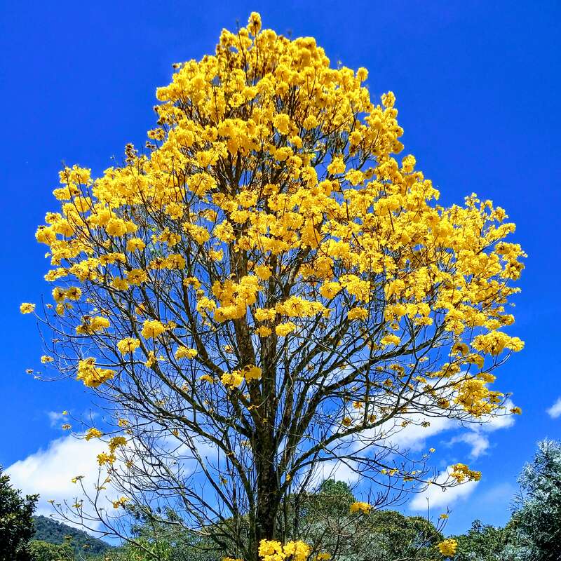 Un arbre à fleurs d'un jaune éclatant se dresse sur un ciel bleu clair, entouré d'une verdure luxuriante et d'une petite structure au toit de chaume à sa base.