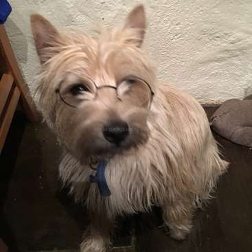 Das Bild zeigt einen kleinen Hund mit zotteligem Fell und runder Brille, der auf einem dunklen Boden vor einer weißen Wand steht, mit einem Wasserzeichen in der Mitte.