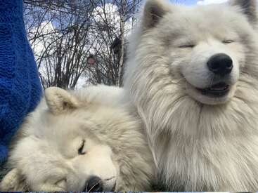 Dos esponjosos perros samoyedos blancos descansan plácidamente al aire libre. Uno duerme con los ojos cerrados, mientras que el otro parece sonreír, disfrutando juntos de ese momento de tranquilidad.