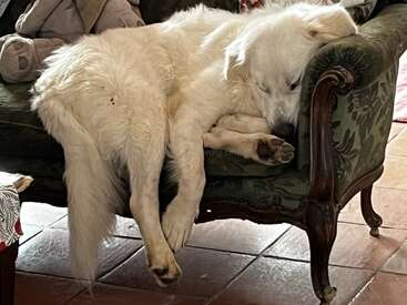 Um grande e fofo cachorro branco dorme esparramado em um sofá verde vintage, com a cabeça apoiada no braço e as pernas penduradas na borda.