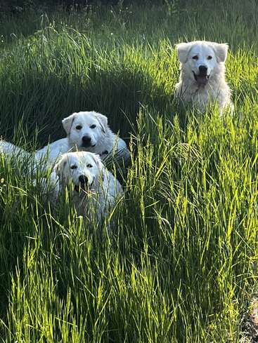 Três cachorros brancos e fofos descansam e brincam na grama alta e verde vibrante sob a luz do sol, com seus rostos felizes aparecendo por entre as folhas, desfrutando da paz da natureza.