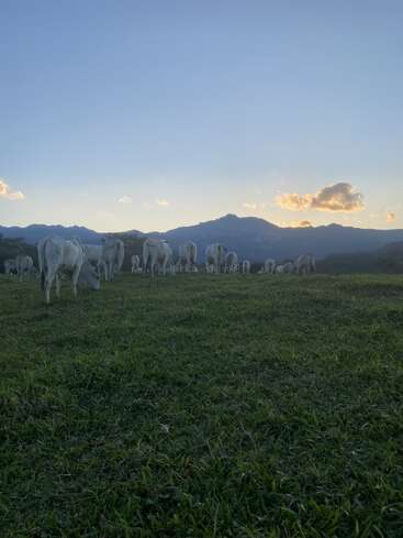 A herd of white cows grazes peacefully on green grass under a vast blue sky, with mountains and clouds beautifully illuminated by the soft evening sunlight.