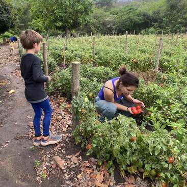 A woman is harvesting ripe tomatoes in a lush garden as a young boy watches. There’s a dog in the background and greenery everywhere.