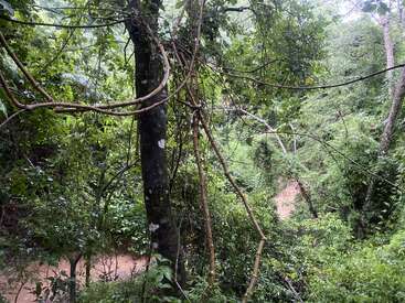 Eine üppig grüne Dschungelszene mit dichtem Laub, hohen Bäumen und dicken Ranken. Ein schlammiger Bach schlängelt sich durch den Wald und schafft eine heitere, wilde Atmosphäre.
