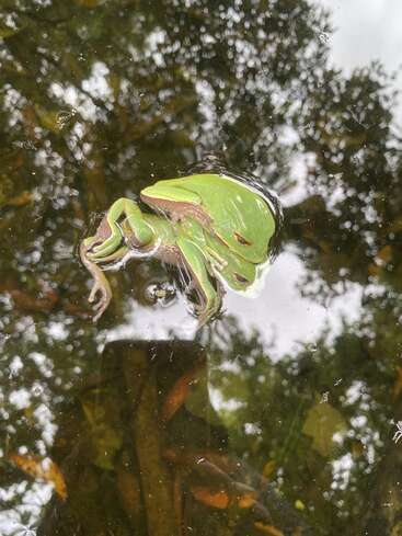 Ein grüner Frosch schwimmt auf dem stillen Wasser, teilweise untergetaucht, umgeben von den Spiegelungen der belaubten Bäume und des wolkenverhangenen Himmels, wodurch eine fast surreale und friedliche Szene entsteht.