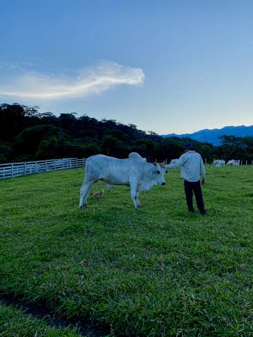 A man stands in a green pasture, gently touching a white cow. There's a chicken nearby. Fenced grassland, forest, and distant mountains complete the scene.