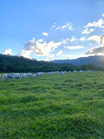 Un troupeau de bovins blancs paît paisiblement dans l'herbe verte sous un ciel bleu éclatant, avec des montagnes et des nuages épars en arrière-plan.