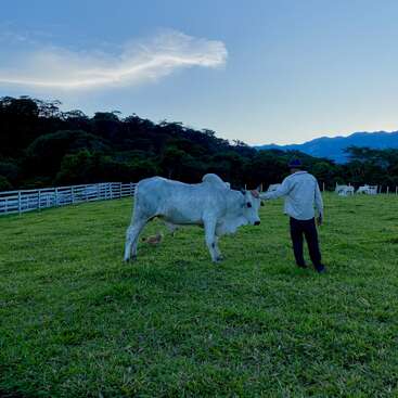 A man stands in a green pasture, gently touching a white cow. There's a chicken nearby. Fenced grassland, forest, and distant mountains complete the scene.