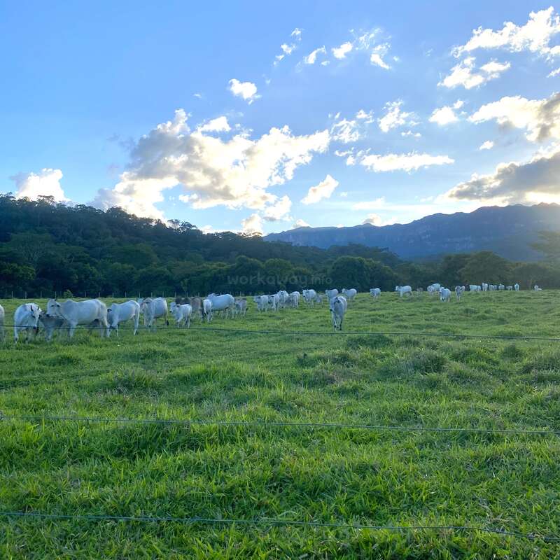 A herd of white cattle grazes peacefully on green grass under a bright blue sky, with mountains and scattered clouds in the scenic background.
