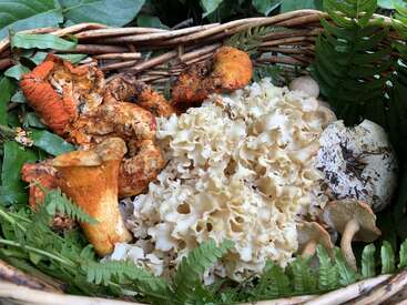 A rustic wicker basket filled with various wild mushrooms and surrounded by fresh green fern leaves, highlighting a diverse, colorful, and freshly foraged collection from the forest.