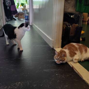 Dois gatos em um corredor: um gato preto e branco está de pé, alerta, enquanto um gato ruivo e branco está deitado, descansando a cabeça, parecendo relaxado e contemplativo.