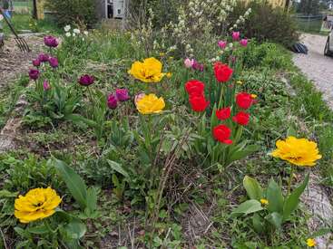 Um canteiro de jardim vibrante exibe tulipas amarelas, vermelhas, roxas e brancas florescendo, cercadas por uma folhagem verde exuberante, com um caminho rústico e ferramentas por perto.