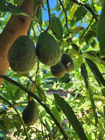 Quatro abacates maduros pendem de galhos em meio a folhas verdes exuberantes em um dia ensolarado, iluminados por luz natural e um céu azul claro e brilhante acima.