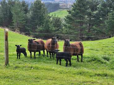 Três ovelhas marrom-escuras e dois cordeiros pretos estão juntos em uma colina verdejante, cercada por uma cerca de arame, com pinheiros e colinas atrás.