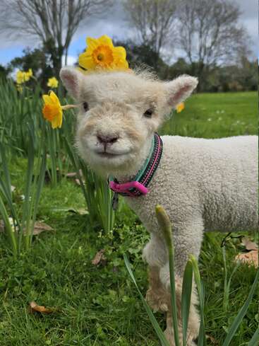 Um lindo cordeiro está em um campo verde com narcisos amarelos. Ele usa uma coleira colorida, parecendo curioso e cercado por flores e árvores da primavera.