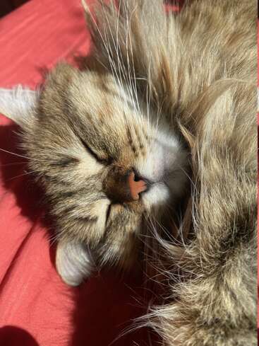 Eine flauschige getigerte Katze schläft friedlich auf einer roten Decke und genießt die Sonnenstrahlen. Ihre Augen sind geschlossen, Nase und Schnurrhaare sind deutlich zu sehen. Gemütliche Ruhe.