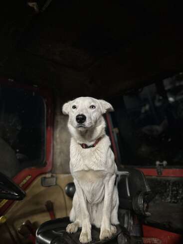 Das Bild zeigt einen weißen Hund mit einer schwarzen Nase und einem schwarzen Halsband, der auf einem schwarzen Sitz in der Kabine eines roten Traktors sitzt.