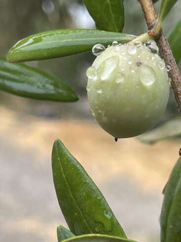 A close-up photo of a green olive with water droplets, attached to a branch with glossy green leaves, captures nature’s freshness and detail beautifully.