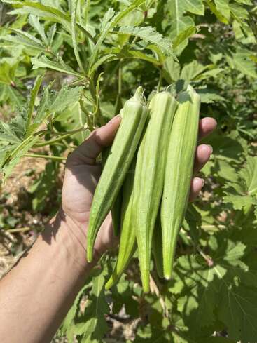 A hand holds four freshly picked green okra pods in front of a lush, leafy okra plant in a bright outdoor garden setting.
