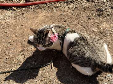 Un gato atigrado y blanco, con un arnés puesto, está tumbado en el suelo, al aire libre. El gato lleva una flor rosa detrás de la oreja y disfruta de la luz del sol.