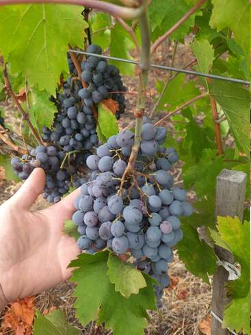 Une main tient délicatement une grappe de raisins mûrs et violets encore attachés à la vigne, entourés de feuilles vertes dans un vignoble, prêts à être récoltés.