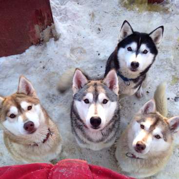 large huskies