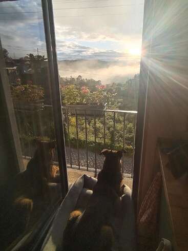A dog lounges in a cozy bed by the door, gazing at a misty, sunlit landscape. Flowers and reflections add warmth and tranquility.
