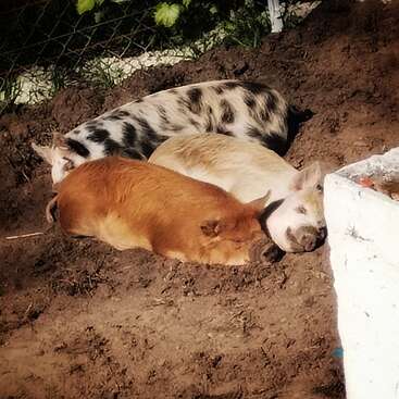 Three pigs are peacefully sleeping side by side on the dirt. Sunlight bathes them, giving the scene a warm, relaxed, and content rural farm vibe.