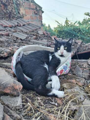A black and white cat lounges comfortably in a small, colorful bed on a weathered rooftop surrounded by bricks, dry grass, and autumn leaves. Relaxed expression.