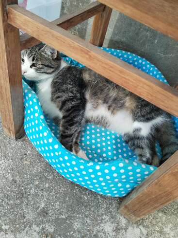 A relaxed tabby cat lounges in a blue polka dot bed, partially under a wooden chair, enjoying a calm and cozy moment in the sunlight.