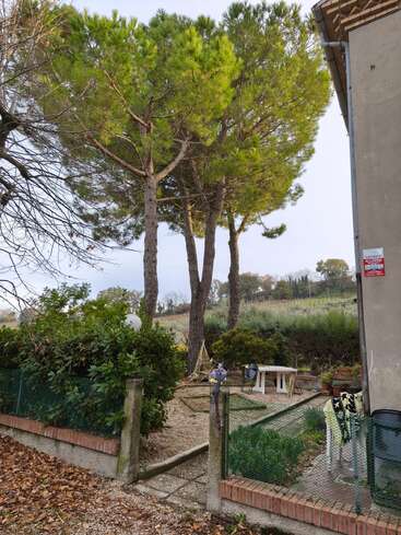 Esta imagem mostra um pequeno jardim no quintal com arbustos verdes, pinheiros altos, uma parede de tijolos, alguns móveis e a esquina de uma casa sob um céu nublado.
