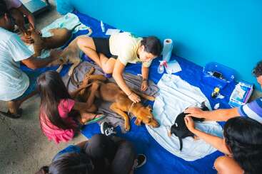 Several people are caring for dogs on blue and white sheets, likely providing medical attention or vaccinations. Supplies and paperwork are nearby, creating an organized setting.