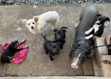 The image depicts a pig and three puppies standing on a concrete surface, with the pig positioned centrally and the puppies arranged around it.