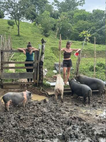 The image depicts two women standing in a muddy area surrounded by pigs, with a wooden fence and gate in the background, set against a grassy hillside.