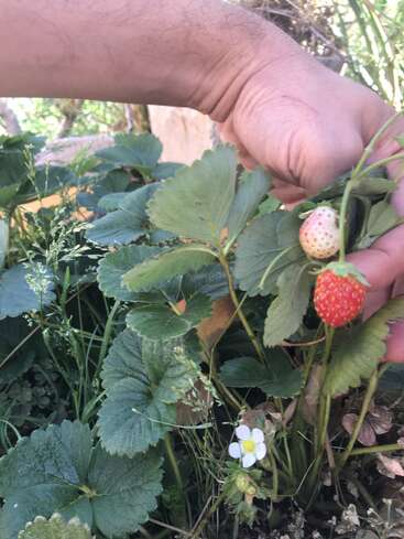 Die Hand eines Menschen pflückt eine reife Erdbeere von einem Strauch mit grünen Blättern und einer weißen Blüte, umgeben von anderen Pflanzen und Blättern.