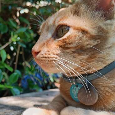 The image features a close-up of an orange tabby cat with a blue collar and tag, gazing to the left, set against a blurred outdoor backdrop.