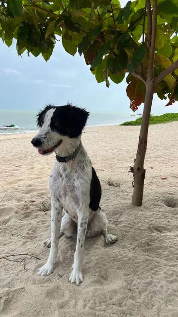 A wet black and white dog sits on sandy beach beneath a tree, looking content. The sea and sky are visible in the background.