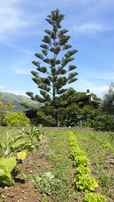 Eine hohe, symmetrische Kiefer steht hinter einem kleinen Haus, umgeben von üppigem Grün und einem Garten mit sauberen Gemüsereihen unter einem strahlend blauen Himmel.