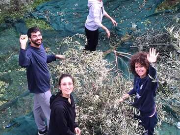 Quatro pessoas estão ao ar livre, sorrindo e acenando, colhendo azeitonas juntas. Elas estão cercadas por redes verdes e ramos de oliveira, trabalhando em colaboração em uma atmosfera alegre.