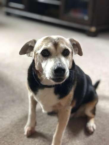 Un gentil chien âgé au pelage noir et feu est assis sur un sol moquetté, regardant vers le haut avec des yeux doux et expressifs dans un intérieur confortable.