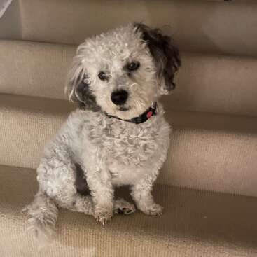 Un petit chien au poil frisé, blanc et gris, est assis sur un escalier recouvert d'une moquette beige. Il regarde vers le haut avec une expression douce et curieuse, et porte un collier noir.