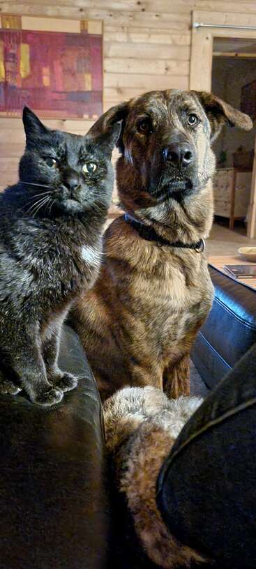 A black cat and a brown dog sit side by side on a couch, both looking curiously towards the camera in a cozy wooden room.