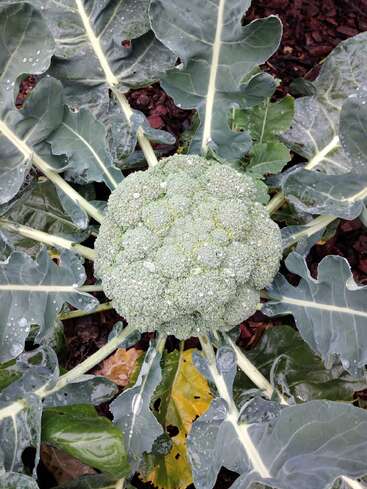 A head of broccoli grows in a garden, surrounded by dark green leaves with visible veins. Water droplets are scattered on the leaves and vegetable.