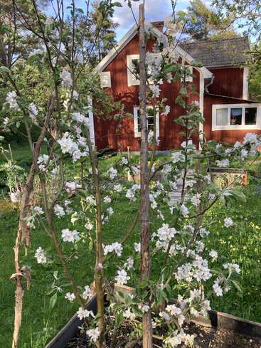 Au premier plan, des branches d'arbres en fleurs blanches ; au second plan, une pelouse d'un vert luxuriant et une charmante maison en bois rouge aux moulures blanches. Une scène paisible.