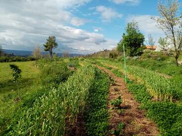 A lush green farm with rows of crops, young trees, and a clear dirt path winds through. The sky is mostly cloudy, with some blue visible.