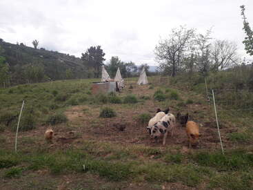 The image shows a fenced farm area with pigs and chickens grazing. There are three small tents in the background, surrounded by trees and grassy hills.