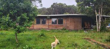 Uma casa de madeira rústica fica em um quintal verde e exuberante, cercado por árvores. Um cachorro de cor clara caminha na grama, dando mais vida à cena pacífica.